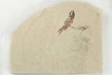 .8" Fossil Flying Fish (Exocoetoides) with Brittle Stars - Lebanon - #200785-1